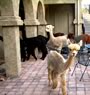 Alpacas on the deck
